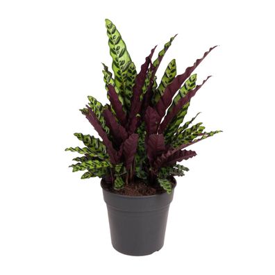 Pfaffenhütchen Lancifolia - Ø27cm - 60-70cm - Zimmerpflanze - Immergrün