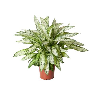 Dieffenbachia Vesuvius 80 - Ø27cm - 70-80cm - Zimmerpflanze - Immergrün