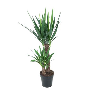 Yucca Elephantipes - Ø21cm - 100cm - Zimmerpflanze - Immergrün