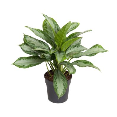 Aglaonema Cutlass - Ø19cm - 50-60cm - Zimmerpflanze - Immergrün