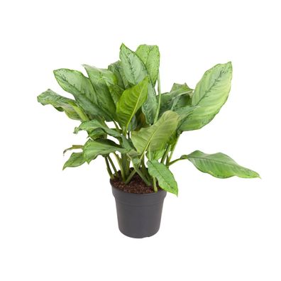 Aglaonema BJ Freedman - Ø24cm - 60-70cm - Zimmerpflanze - Immergrün