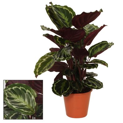 Calathea-Medaillon - Ø19cm - 65-75cm - Zimmerpflanze - Immergrün