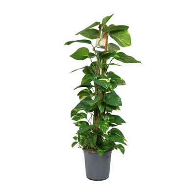 Scindapsus Epipremnum - Ø24cm - 120cm - Zimmerpflanze - Immergrün