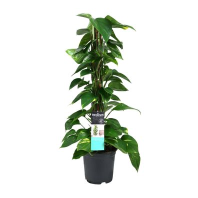 Scindapsus (Epipremnum) - Ø19cm - 80cm - Zimmerpflanze - Immergrün