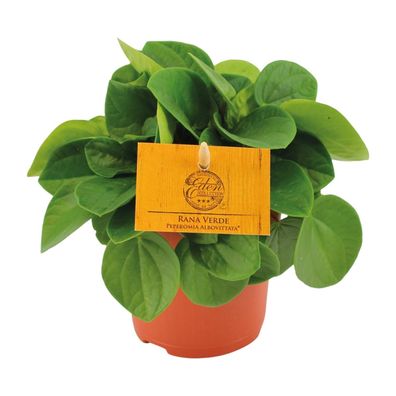 Peperomia Rana Verde - Ø11cm - 15cm - Zimmerpflanze - Immergrün - Kakteen und Su