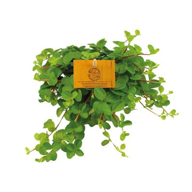 Peperomia rotundifolia - Ø11cm - 15cm - Zimmerpflanze - Immergrün - Kakteen und