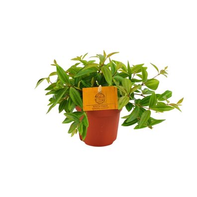 Peperomia Ang Rocca Vivace - Ø10,5cm - 15cm - Zimmerpflanze - Immergrün - Kaktee