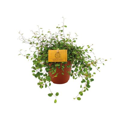 Mühlenbeckia Maori - Ø12cm - 20cm - Zimmerpflanze - Immergrün