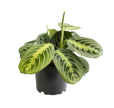 Maranta Lemon Lime - Ø12cm - 30cm - Zimmerpflanze - Immergrün