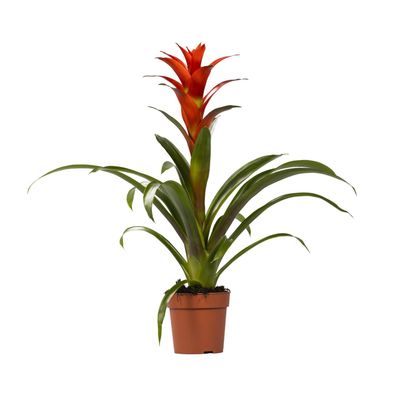 Guzmania Ostara - Ø12cm - 35-45cm - Zimmerpflanze - Blühende Zimmerpflanze