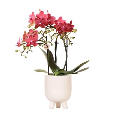 Kolibri Orchids | Rote Phalaenopsis Orchidee - Congo + Gummitopf Travertin - Topfg