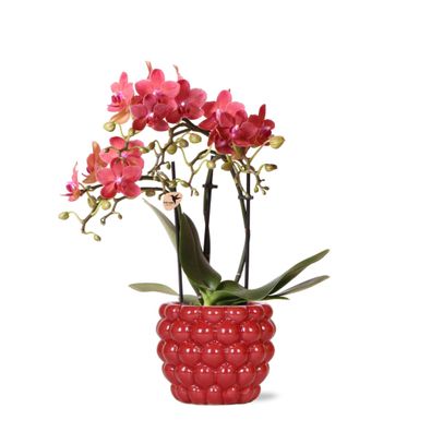 Kolibri Orchids | rote Phalaenopsis-Orchidee - Kongo + Beeren-Ziertopf - Topfgrö?