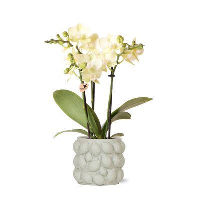 gelbe Phalaenopsis-Orchidee - Mexiko + Citrus-Ziertopf grün - hoch | blühende Zi