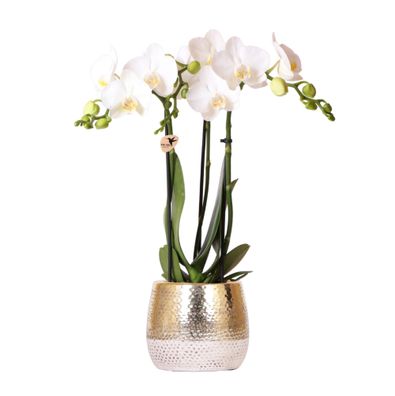 Kolibri Orchids | weiße Phalaenopsis Orchidee - Amabilis + Elite Topf Gold - Topf