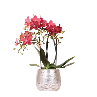 Kolibri Orchids | rote Phalaenopsis Orchidee - Congo + Elite Topf silber - Topfgr?