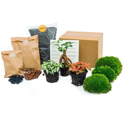 Flaschengarten paket - Ficus Ginseng bonsai - Zimmerpflanze - Ökosystem & Terrarium