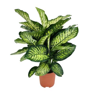 Dieffenbachia Camilla - Ø21cm - 75cm - Zimmerpflanze - Immergrün