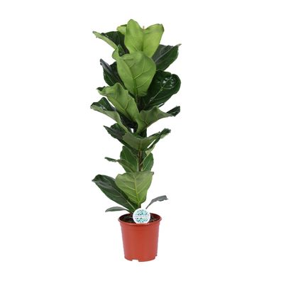 Ficus Lyrata - Ø21cm - 90cm - Zimmerpflanze - Immergrün