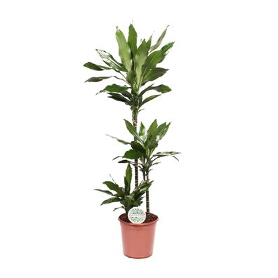 Dracaena Janet Lind - Ø24cm - 130cm - Zimmerpflanze - Immergrün