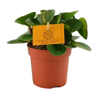 Peperomia Obtipan - Ø10,5cm - 15cm - Zimmerpflanze - Immergrün - Kakteen und Suk