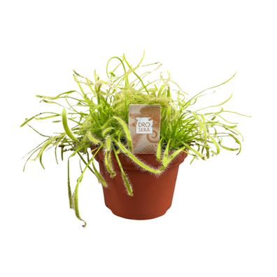 Drosera Capensis - Ø12cm - 17cm - Zimmerpflanze - Immergrün