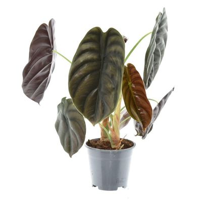 Alocasia Rotes Geheimnis - Ø14cm - 25-35cm - Zimmerpflanze - Immergrün