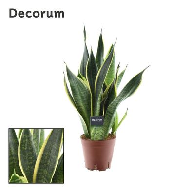 Sansevieria Futura Superba - Ø14cm - 35-45cm - Zimmerpflanze - Immergrün - Kakte