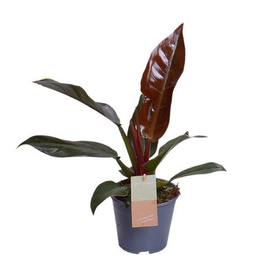 Philodendron Imperial Red Feel Green - Ø14cm - 25-35cm - Zimmerpflanze - Immergrün