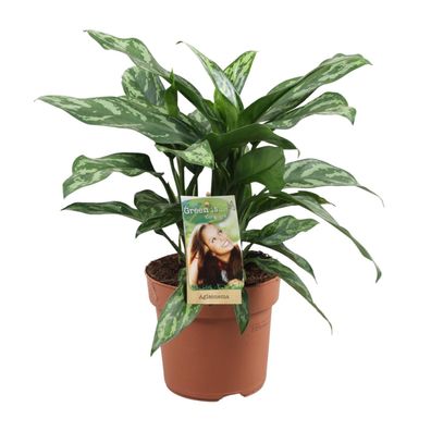 Aglaonema Maria - Ø17cm - 40cm - Zimmerpflanze - Immergrün