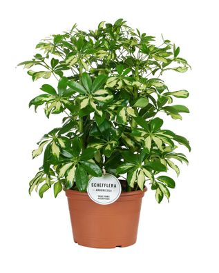 Schefflera Gerda - Ø21cm - 55cm - Zimmerpflanze - Immergrün