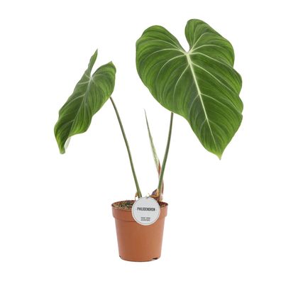 Philodendron Gloriosum - Ø15cm - 60cm - Zimmerpflanze - Immergrün