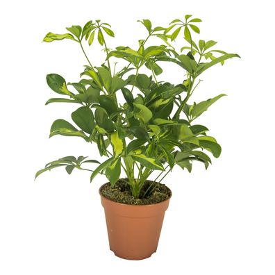 Schefflera Gerda - Ø13cm - 35cm - Zimmerpflanze - Immergrün