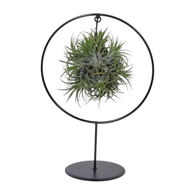 Tillandsia Ring Mix - Ø15cm - 35cm - Zimmerpflanze - Immergrün