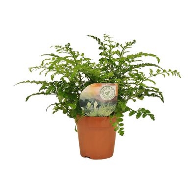 Asplenium Parvati - Ø12cm - 25-35cm - Zimmerpflanze - Immergrün