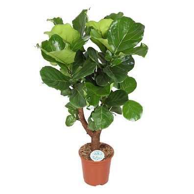 Ficus lyrata (verzweigt) - Ø27cm - 140cm - Zimmerpflanze - Immergrün