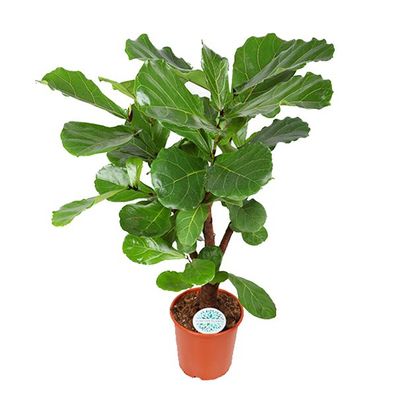 Ficus lyrata (verzweigt) - Ø24cm - 110cm - Zimmerpflanze - Immergrün