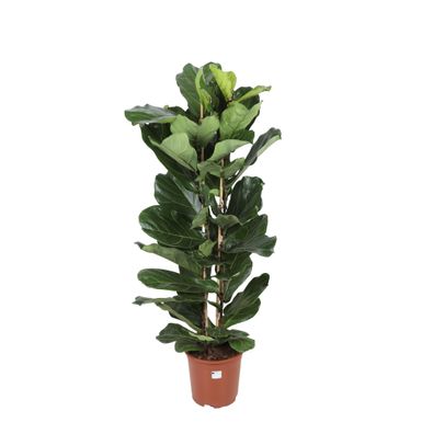 Ficus lyrata (2 touffe) - Ø27cm - 140cm - Zimmerpflanze - Immergrün