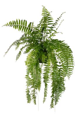 Kaisergranat Macho - Ø20cm - 90-100cm - Zimmerpflanze - Immergrün