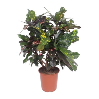 Codiaeum Magnificent (Prächtiger Kroton) - Ø27cm - 100-110cm - Zimmerpflanze - I