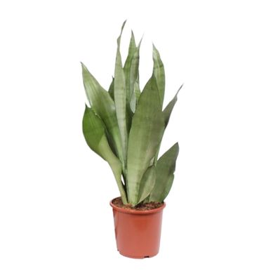 Sansevieria Mondschein - Ø17cm - 50-60cm - Zimmerpflanze - Immergrün - Kakteen u