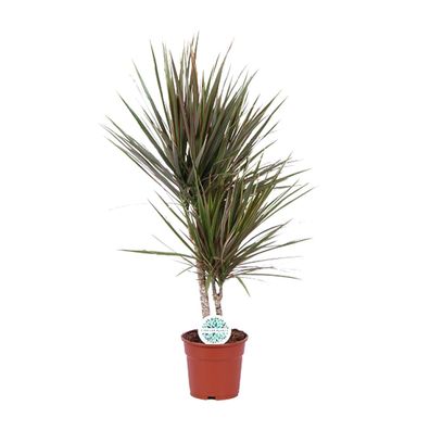 Dracaena Bicolor - Ø17cm - 75cm - Zimmerpflanze - Immergrün