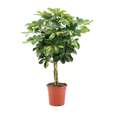 Schefflera Arboricola Gold Capella - Ø19cm - 75cm - Zimmerpflanze - Immergrün