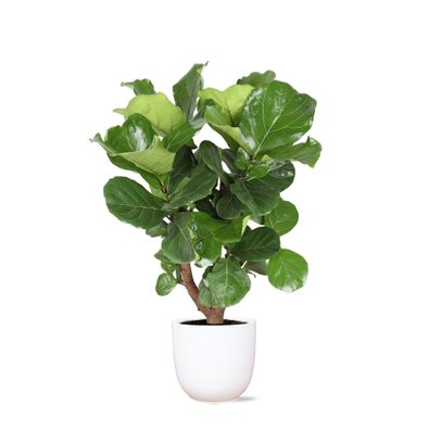 Ficus Lyrata im Boule Weiß Topf - Ø24cm - 110cm - Zimmerpflanze - Immergrün