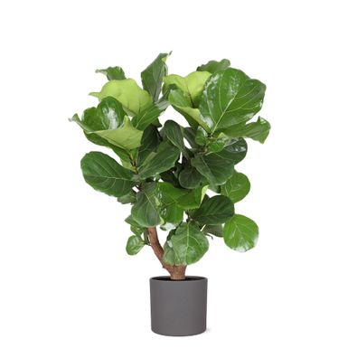 Ficus Lyrata (verzweigt) im Era Anthrazit Topf - Ø24cm - 110cm - Zimmerpflanze