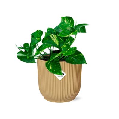 Epipremnum Pinnatum ‘Aureum’ im ELHO Vibes Fold Gelb - Ø14cm - 20cm - Zimmerp