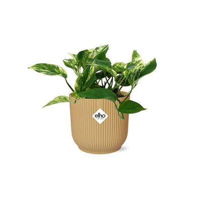 Scindapsus (Epipremnum) Marble Queen im ELHO Vibes Fold Gelb - Ø14cm - 25cm - Zim