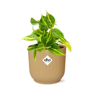 Philodendron Scandens ‘Brasil’ im ELHO Vibes Fold Gelb - Ø14cm - 20cm - Zimme