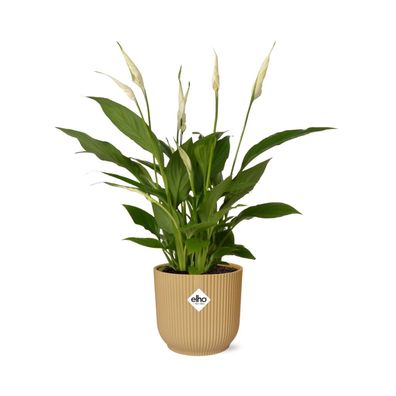 Spathiphyllum Torelli im ELHO Vibes Fold Gelb - Ø14cm - 45cm - Zimmerpflanze - Im