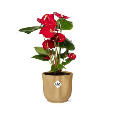 Anthurium Red im ELHO Vibes Fold Gelb - Ø14cm - 40cm - Zimmerpflanze - Immergrün