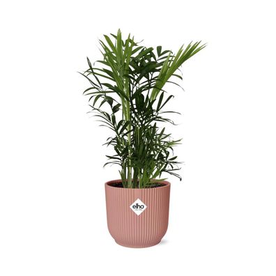 Chamaedorea Elegans im ELHO Vibes Fold Rosa - Ø14cm - 40cm - Zimmerpflanze - Imme